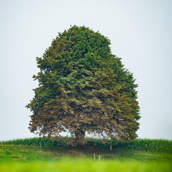 Baum bei Gewitter by Andreas