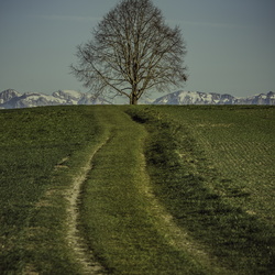 Ein Baum by Andreas